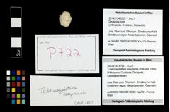 Foto (Objekt + Etikett) von Tuberosagalathea neojurensis (Patrulius, 1959)  (NHMW-GEO-2014-0194-0722)